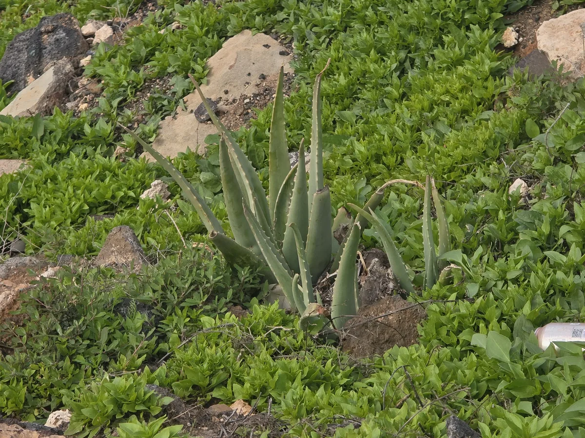Aloe Vera (Aloe vera), photograph