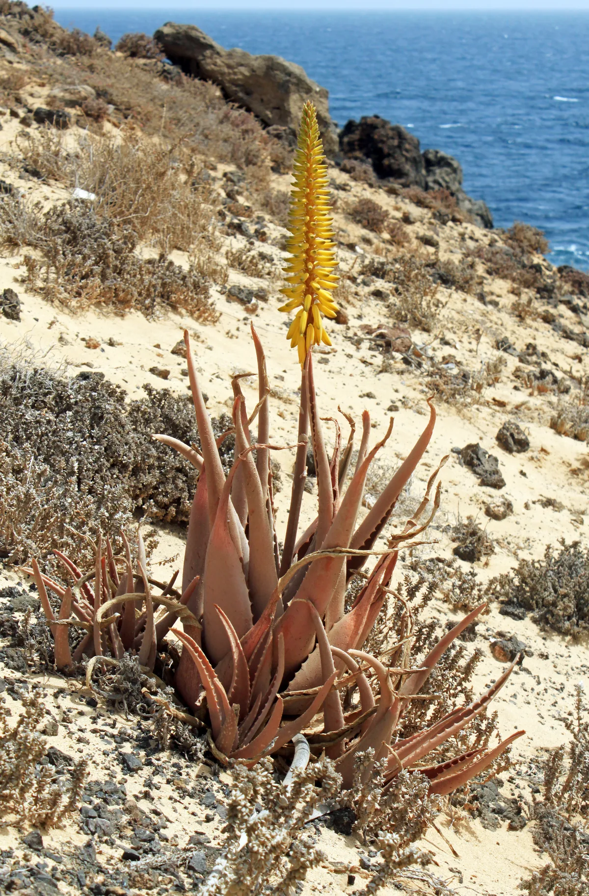 aloe vera (Aloe vera), photograph