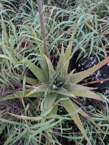 Photo: (c) Kevin Faccenda, some rights reserved (CC BY) · cc-by · via iNaturalist Aloe Vera (Aloe vera), photograph