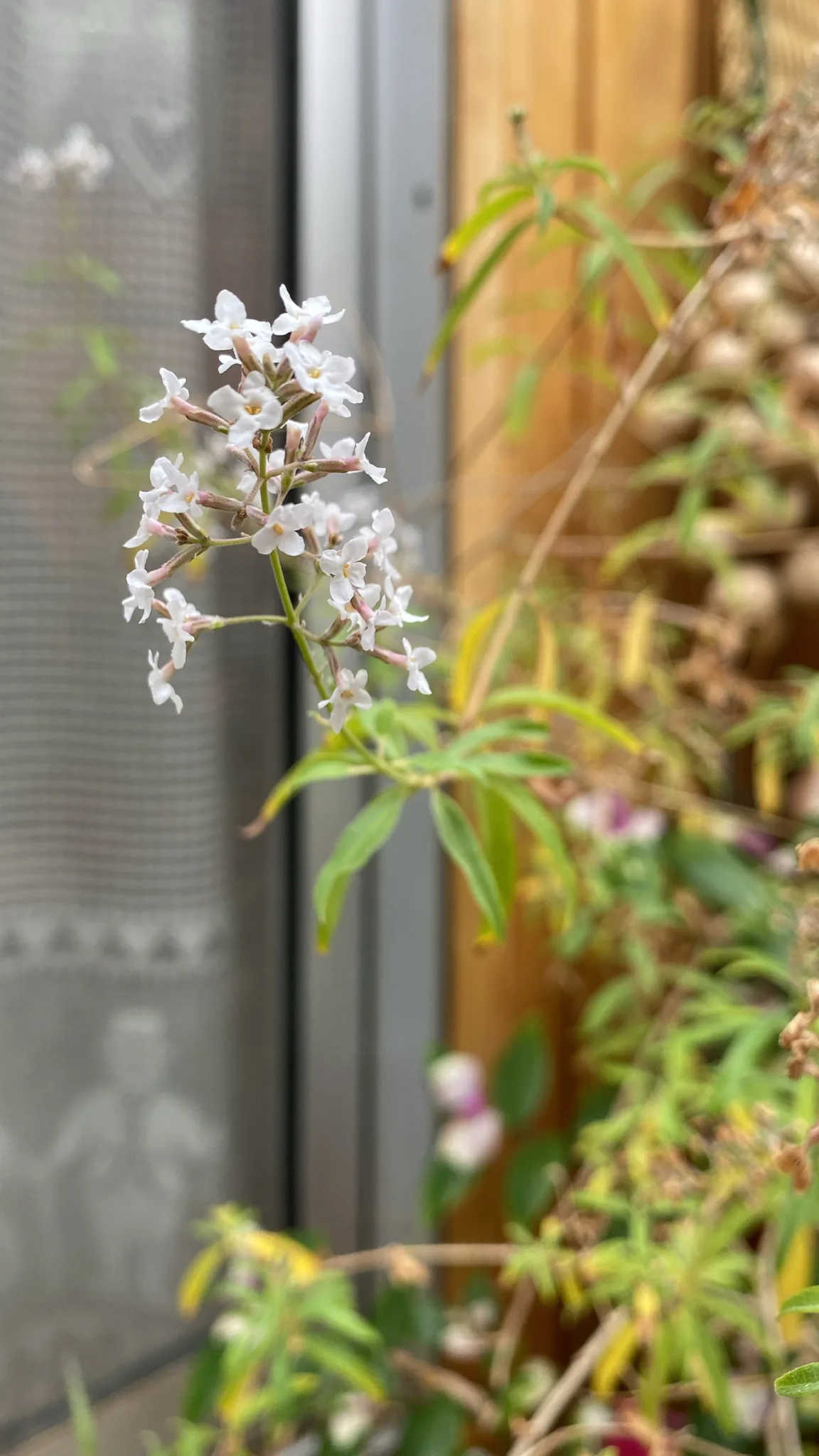 lemon verbena (Aloysia citrodora), photograph