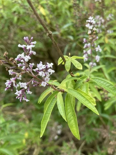 Photo: (c) Nick Butcher, some rights reserved · CC BY · via iNaturalist lemon verbena (Aloysia citrodora), photograph
