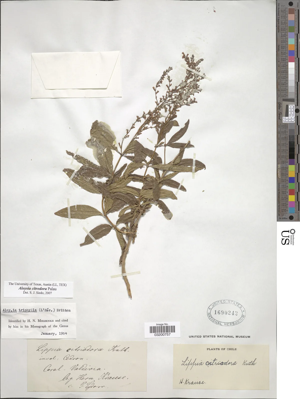 lemon verbena (Aloysia citrodora), photograph