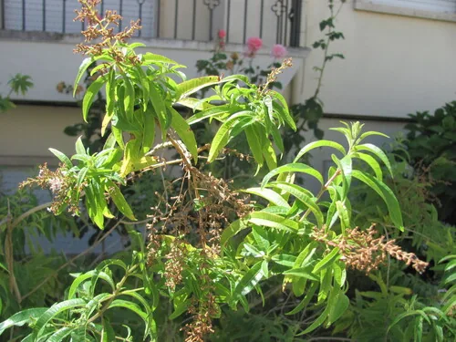 lemon verbena (Aloysia citrodora), photograph