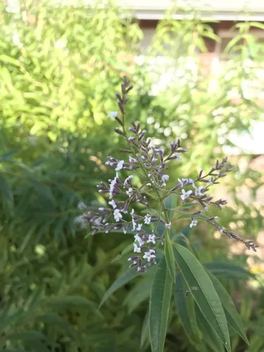 lemon verbena (Aloysia citrodora), photograph
