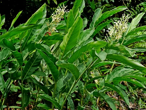 galangal (Alpinia galanga), photograph