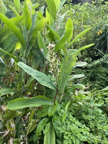 galangal (Alpinia galanga), photograph