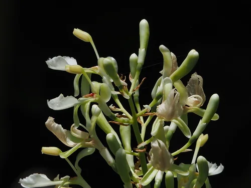 galangal (Alpinia galanga), photograph