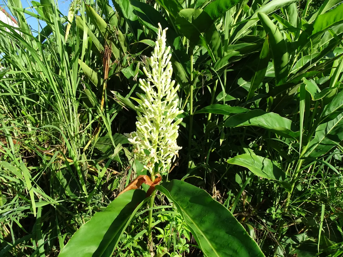 galangal (Alpinia galanga), photograph