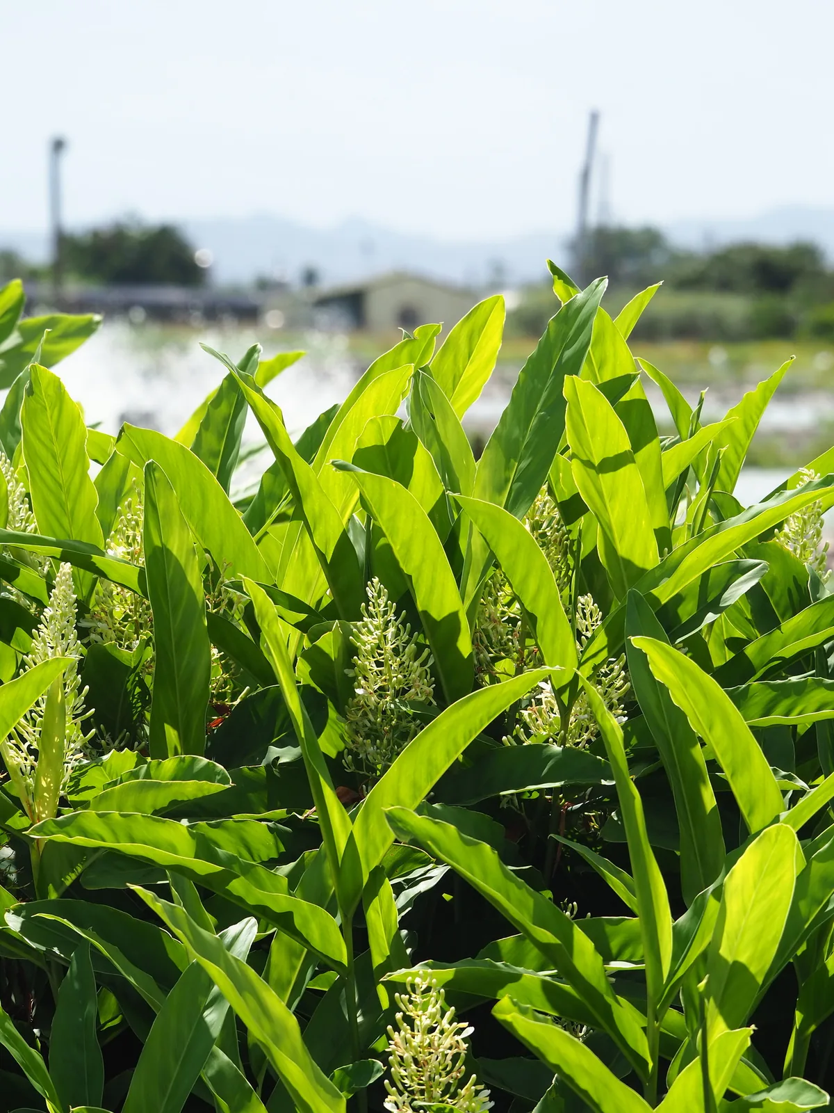 Photo: 葉子, via iNaturalist · CC0 · via GBIF galangal (Alpinia galanga), photograph