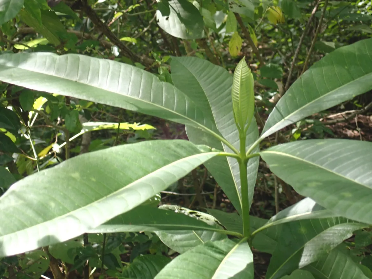 Devils Tree (Alstonia scholaris), photograph