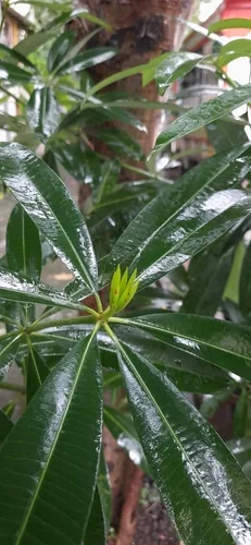 Devils Tree (Alstonia scholaris), photograph