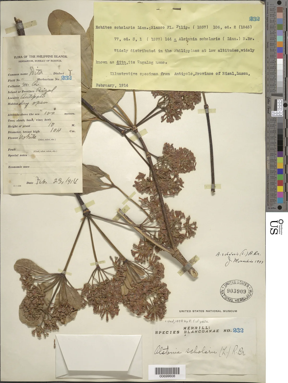 Devils Tree (Alstonia scholaris), photograph
