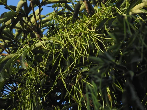 Devils Tree (Alstonia scholaris), photograph