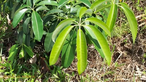 Photo: (c) Ong Jyh Seng, some rights reserved (CC BY-SA) · cc-by-sa · via iNaturalist Devils Tree (Alstonia scholaris), photograph