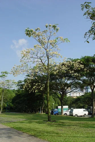 Photo: (c) Cheongweei Gan, some rights reserved · CC BY · via iNaturalist devil's tree (Alstonia scholaris), photograph