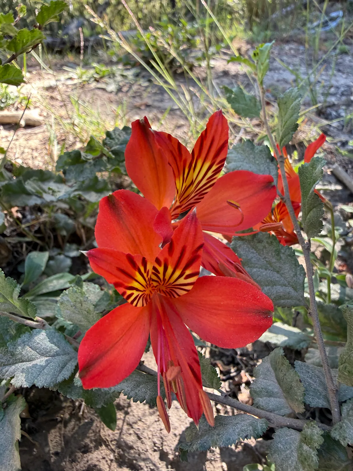 Photo: Francisco E. Fonturbel, via iNaturalist · CC BY · via GBIF alstroemeria (Alstroemeria aurea), photograph