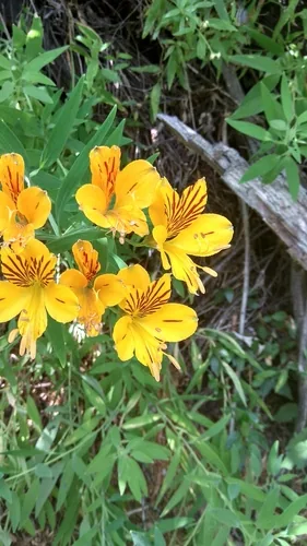 alstroemeria (Alstroemeria aurea), photograph