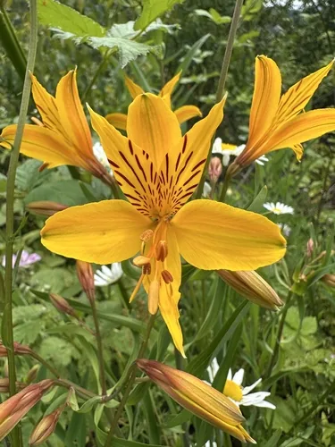 alstroemeria (Alstroemeria aurea), photograph