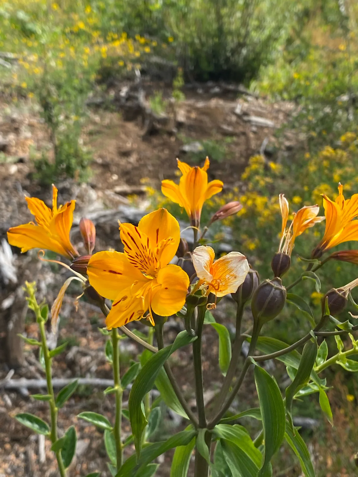 alstroemeria (Alstroemeria aurea), photograph