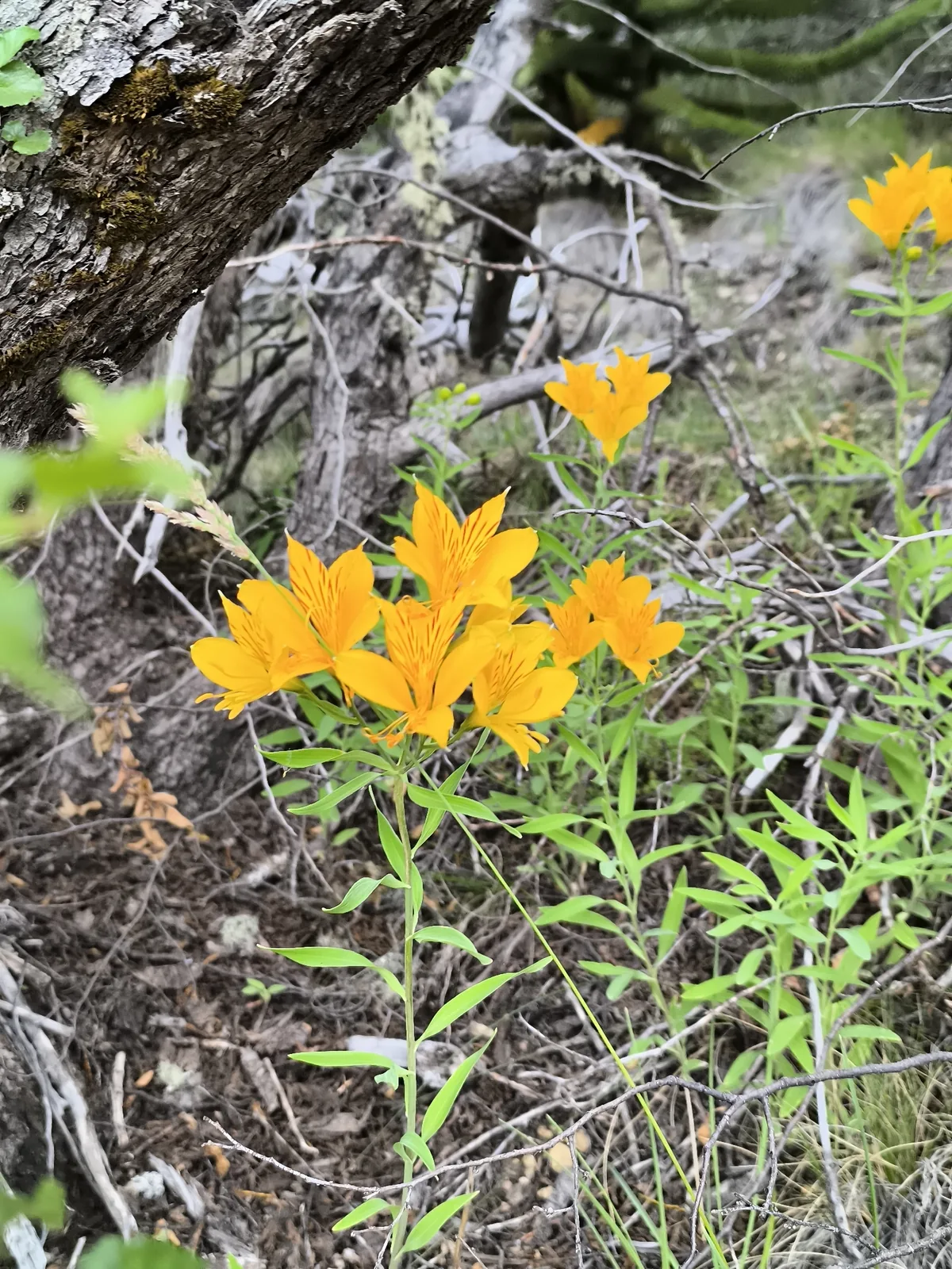 alstroemeria (Alstroemeria aurea), photograph