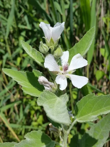 Marshmallow (Althaea officinalis), photograph