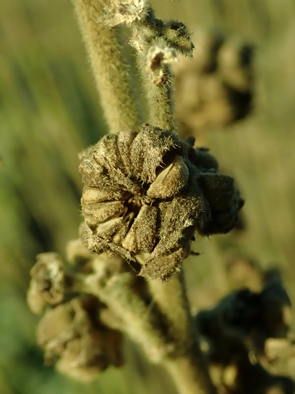 Marshmallow (Althaea officinalis), photograph