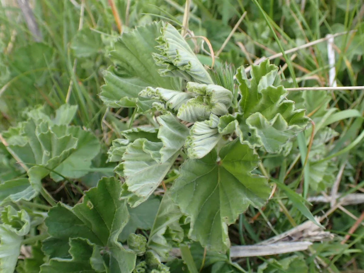 Photo: Alex Press, via iNaturalist · CC BY · via GBIF marshmallow (Althaea officinalis), photograph