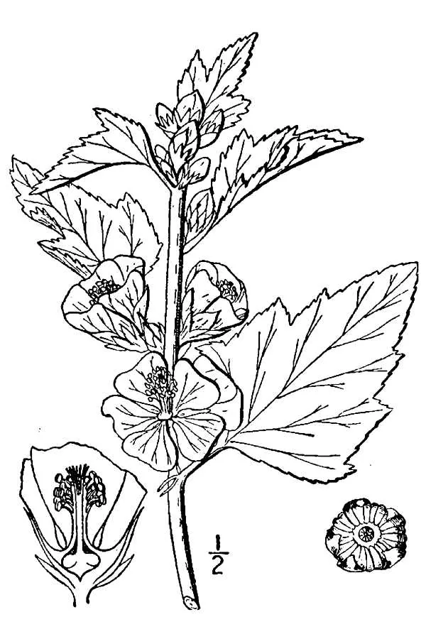 Marshmallow (Althaea officinalis), botanical illustration