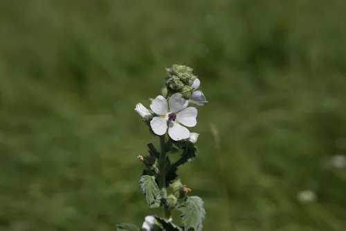 Marshmallow (Althaea officinalis), photograph