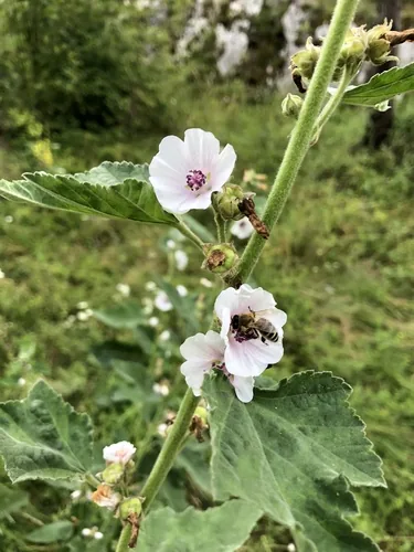 Photo: (c) Conrad Altmann, some rights reserved (CC BY) · cc-by · via iNaturalist Marshmallow (Althaea officinalis), photograph