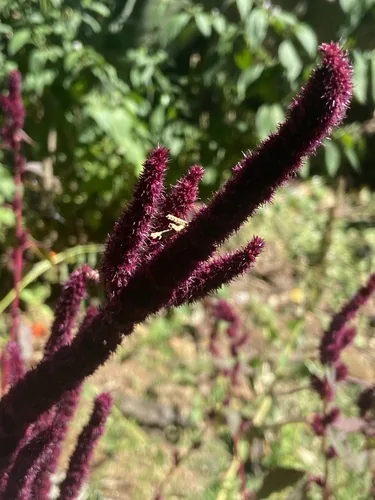 Amaranth (Amaranthus caudatus), photograph