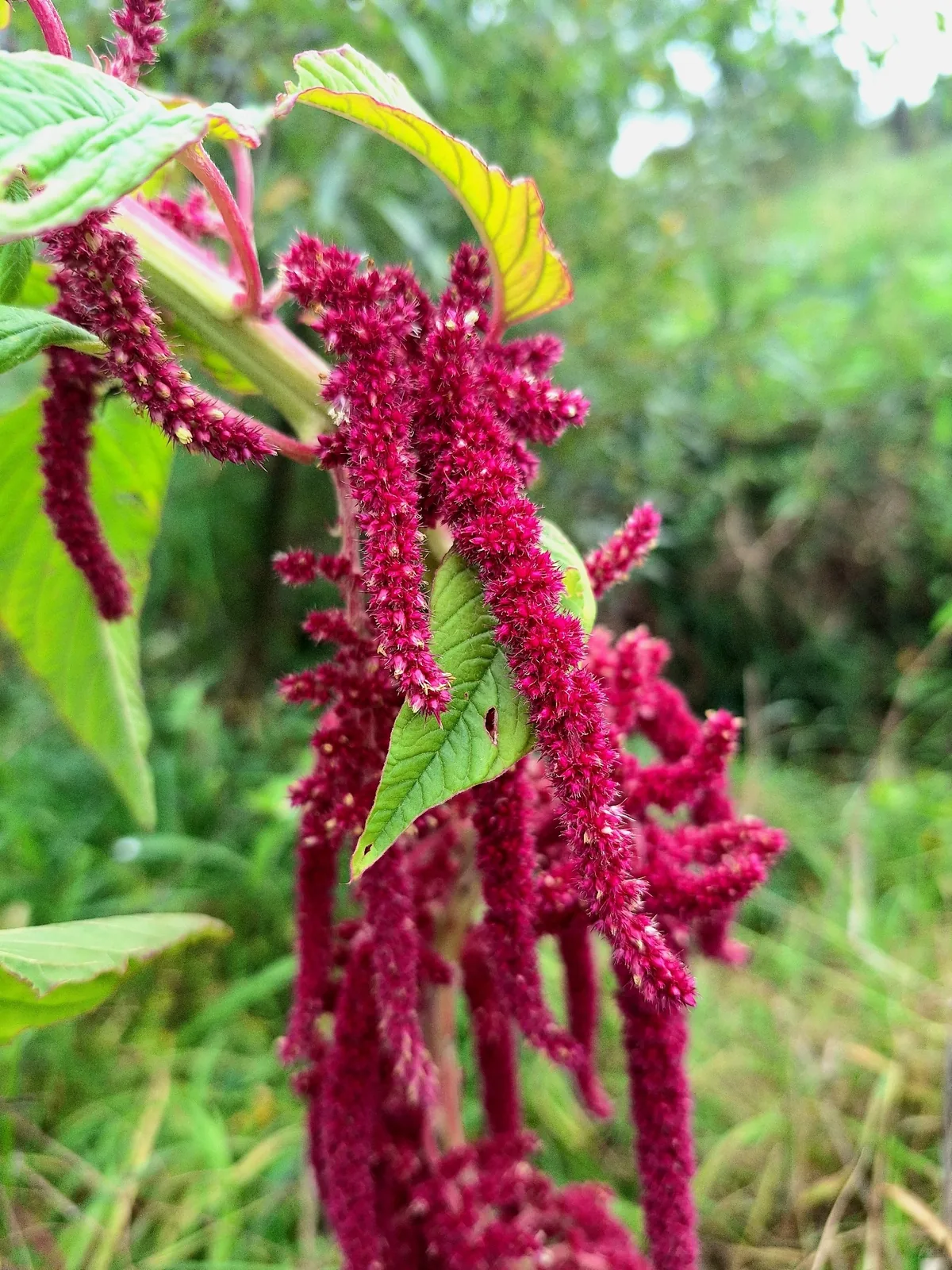 Amaranth (Amaranthus caudatus), photograph