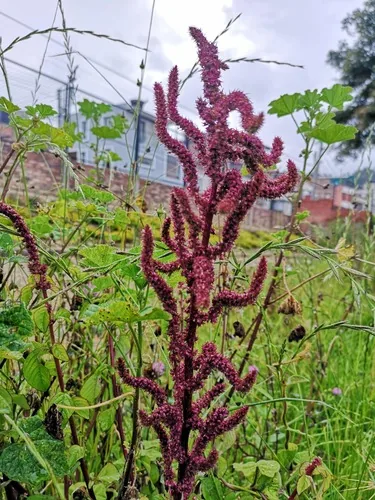 Amaranth (Amaranthus caudatus), photograph