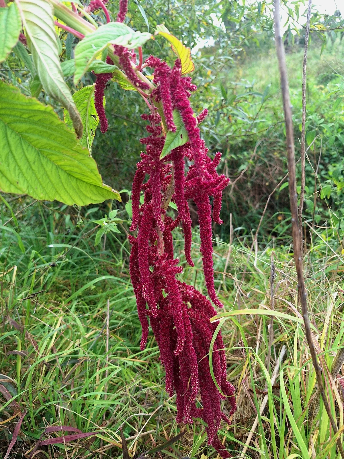 Amaranth (Amaranthus caudatus), photograph
