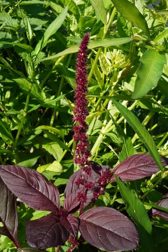 Amaranth (Amaranthus caudatus), photograph