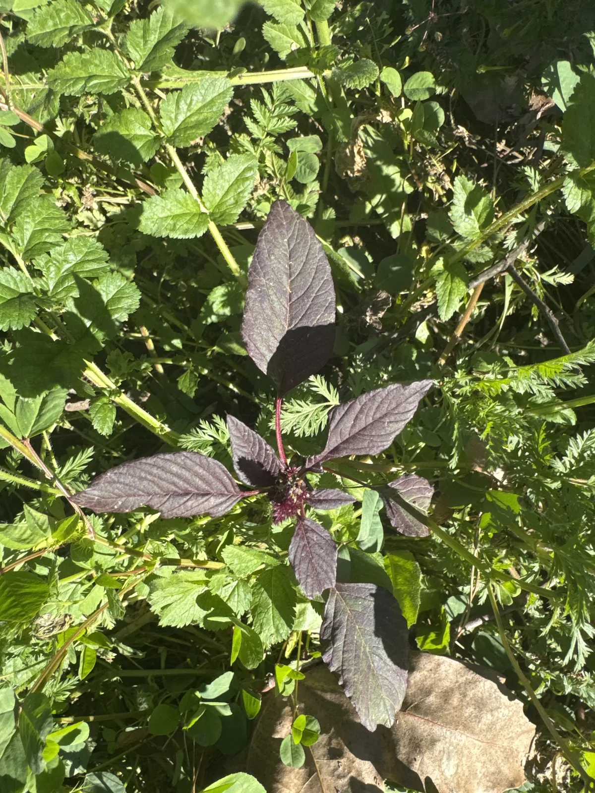 Photo: Rick_Larimore, via iNaturalist · CC BY · via GBIF purple amaranth (Amaranthus cruentus), photograph