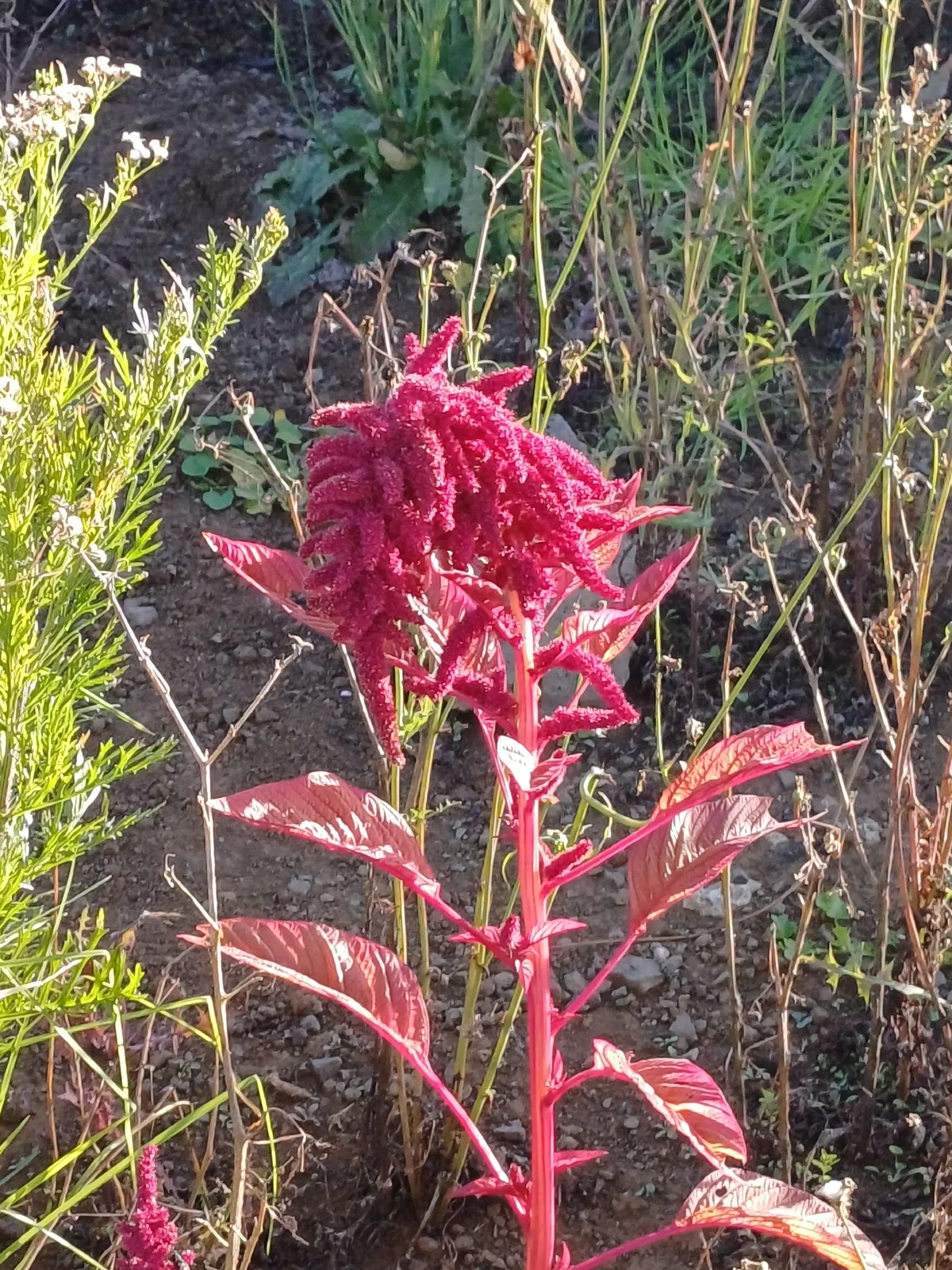 purple amaranth (Amaranthus cruentus), photograph