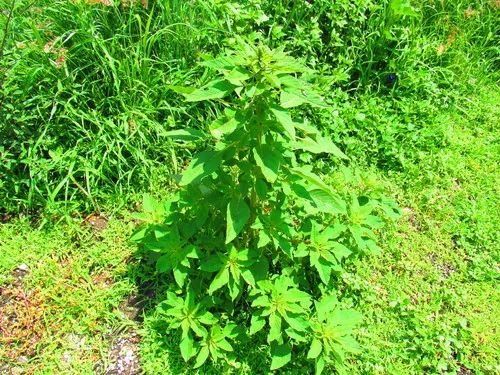 purple amaranth (Amaranthus cruentus), photograph