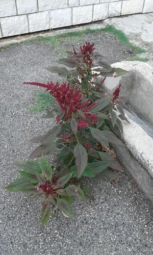 purple amaranth (Amaranthus cruentus), photograph