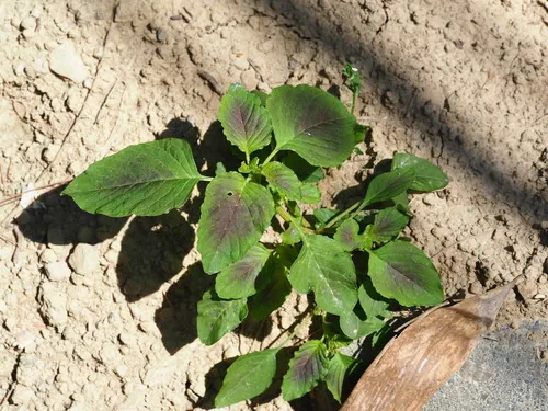 Amaranth Greens (Amaranthus tricolor), photograph