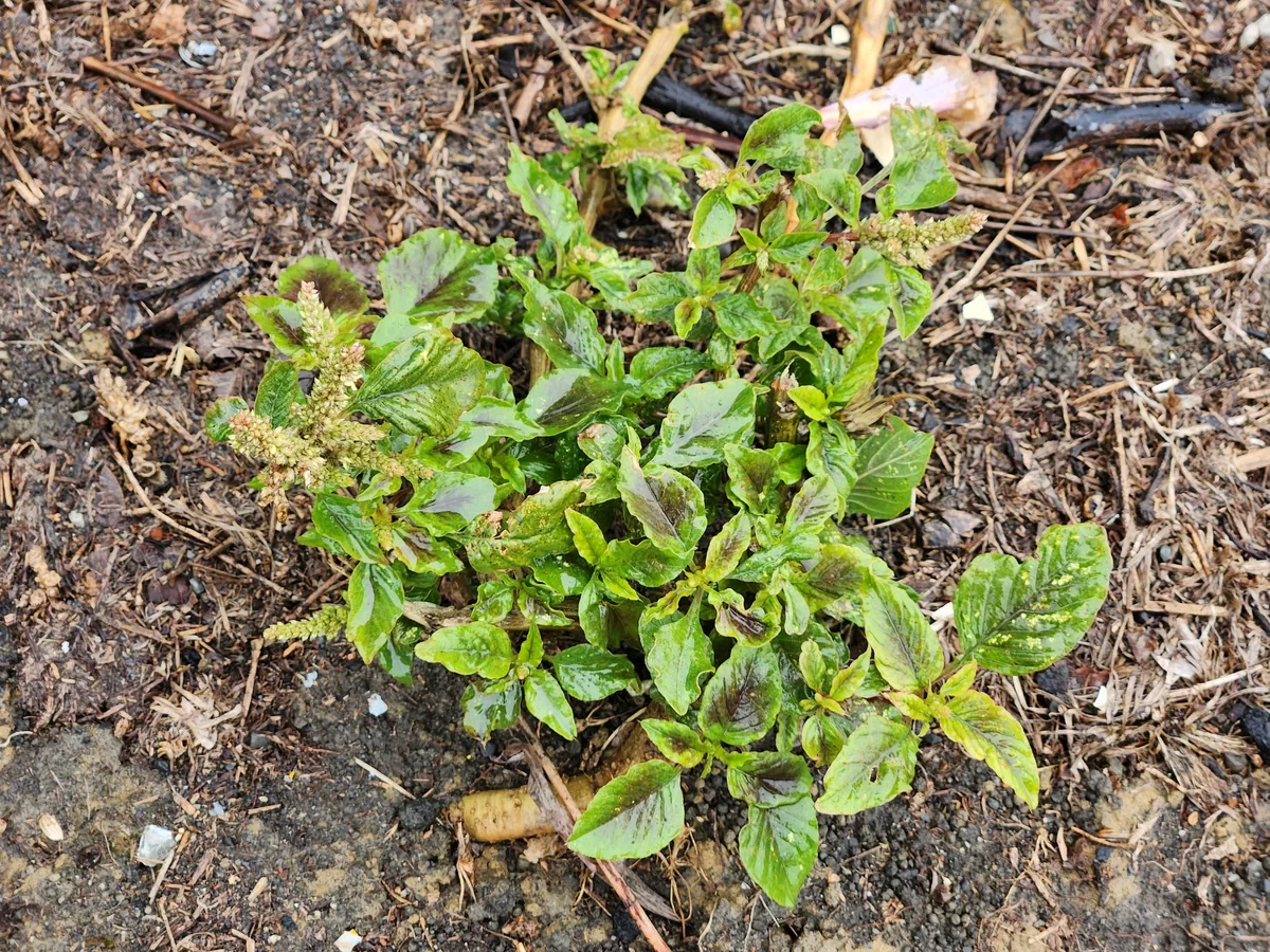 Amaranth Greens (Amaranthus tricolor), photograph
