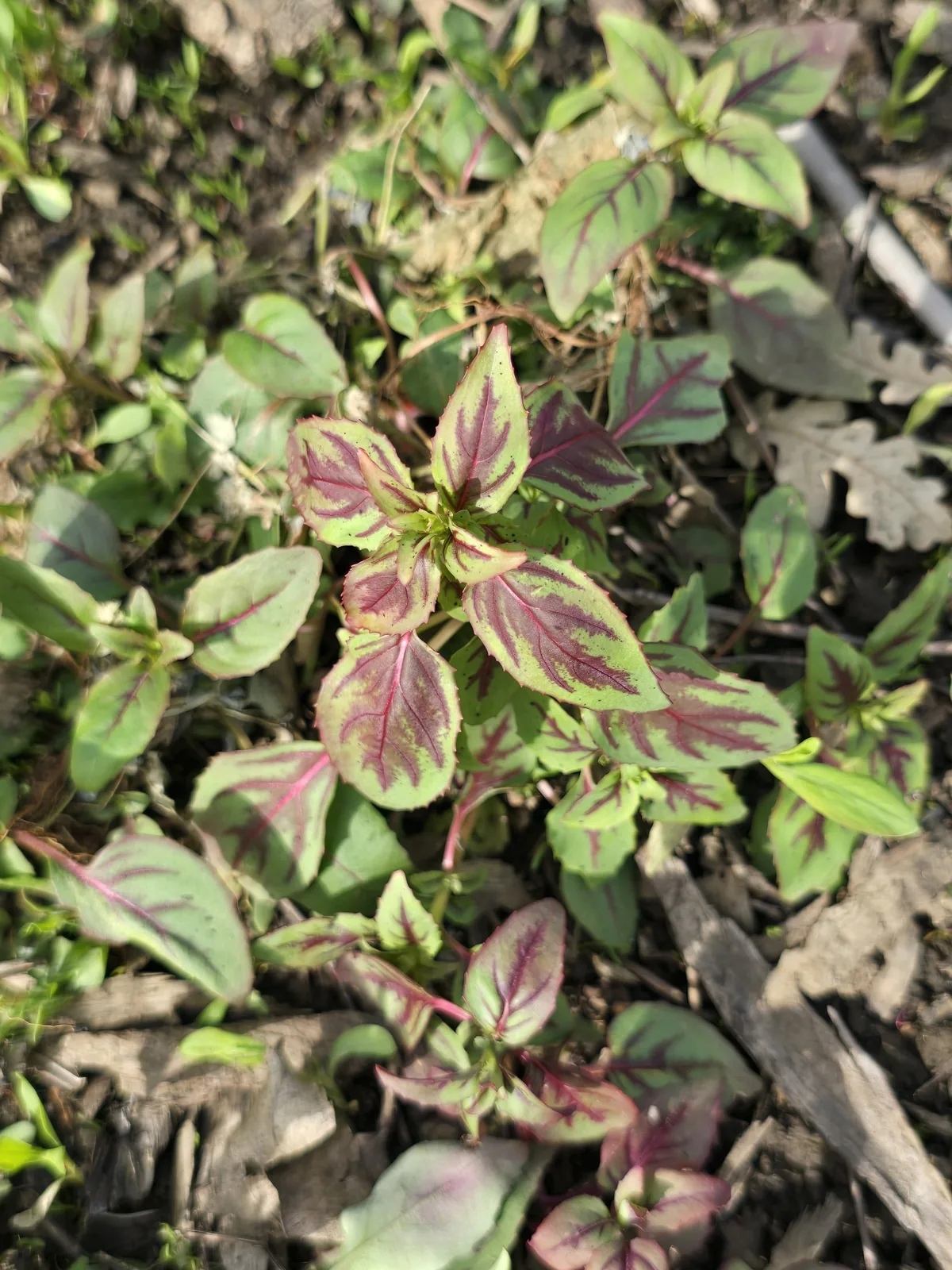 amaranth greens (Amaranthus tricolor), photograph
