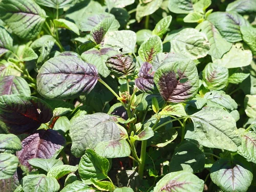 Amaranth Greens (Amaranthus tricolor), photograph