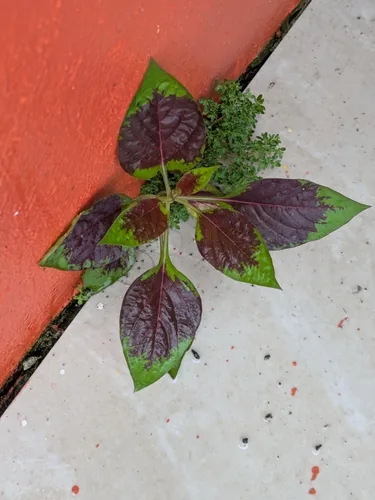 Amaranth Greens (Amaranthus tricolor), photograph