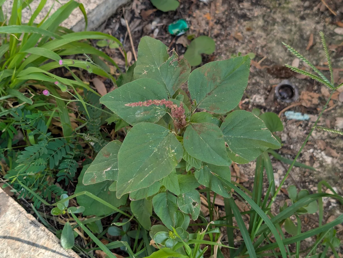 Callaloo (Amaranthus viridis), photograph