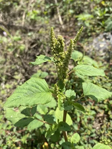 Callaloo (Amaranthus viridis), photograph