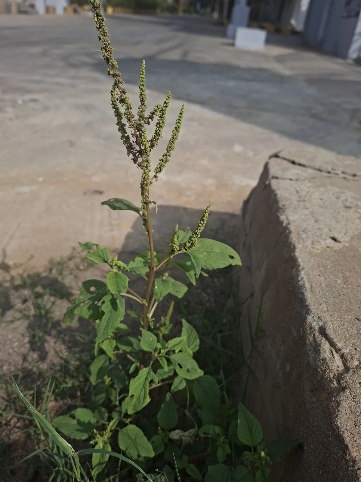 Callaloo (Amaranthus viridis), photograph