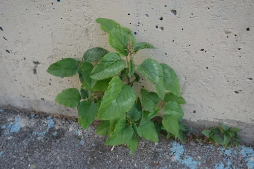 Callaloo (Amaranthus viridis), photograph