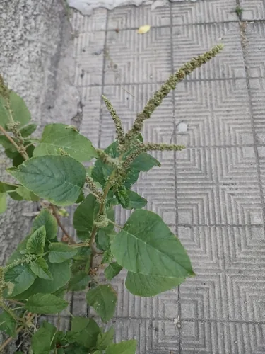 Callaloo (Amaranthus viridis), photograph