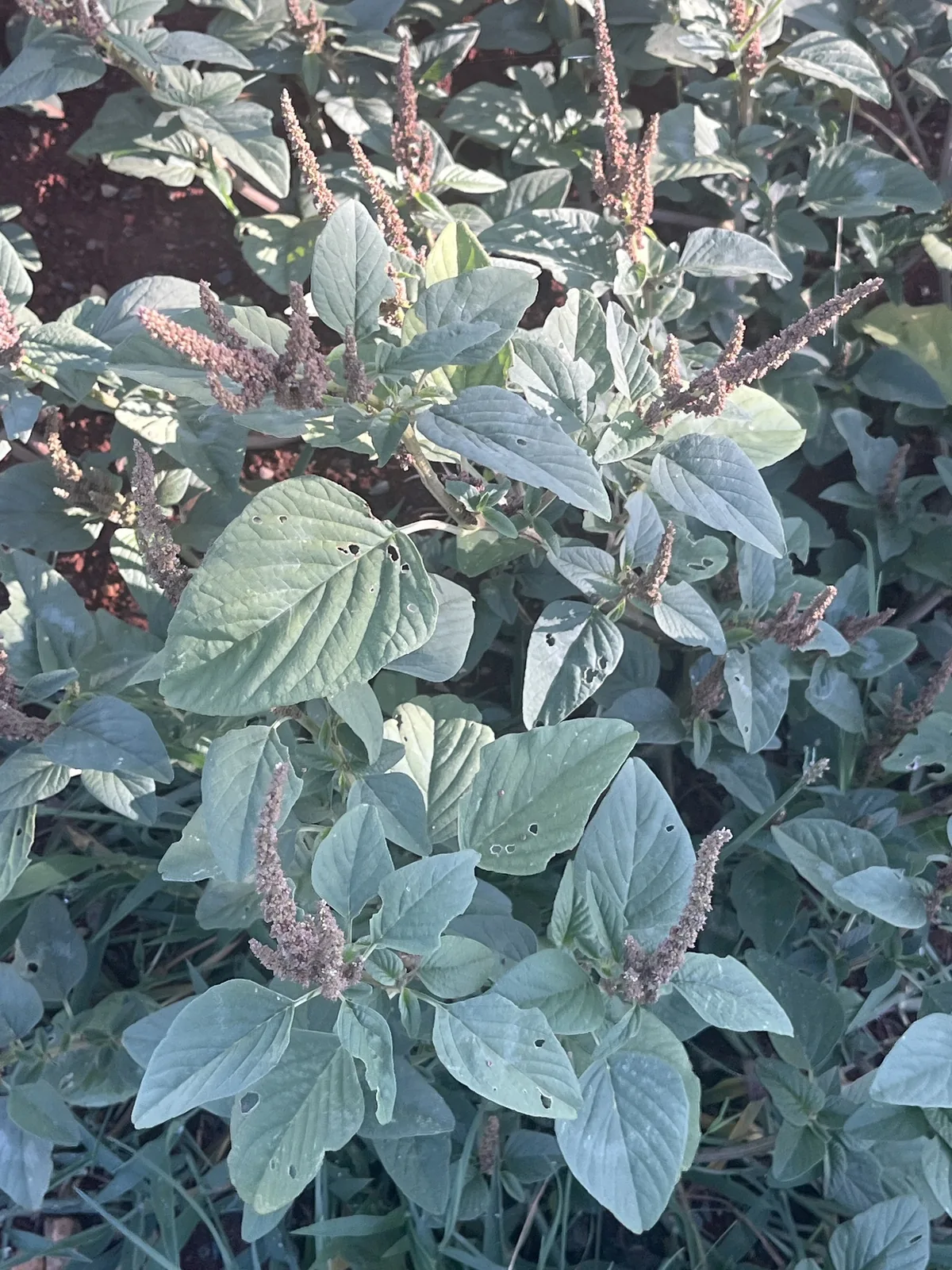 callaloo (Amaranthus viridis), photograph